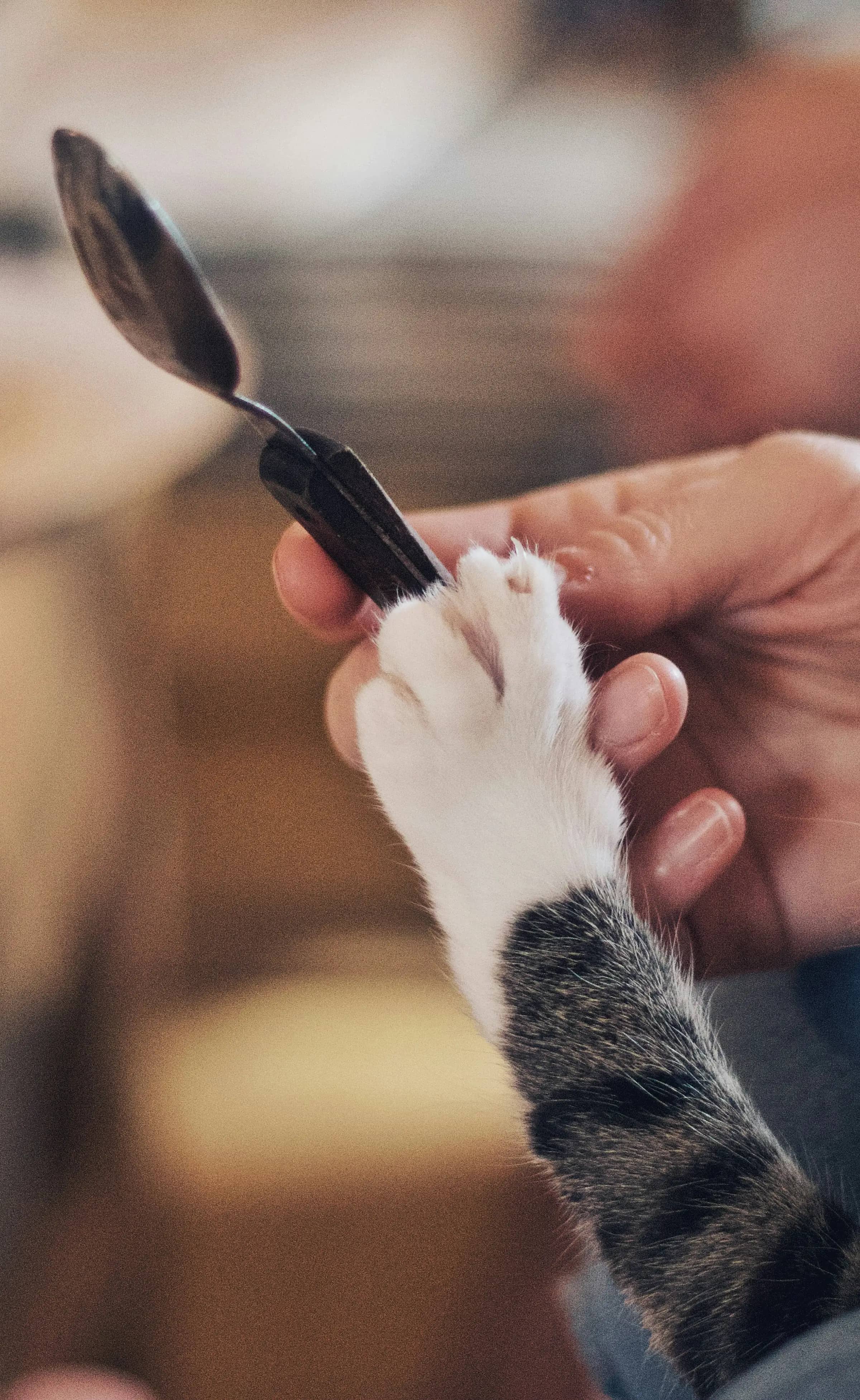 Budget animal : 5 applis au banc d’essai