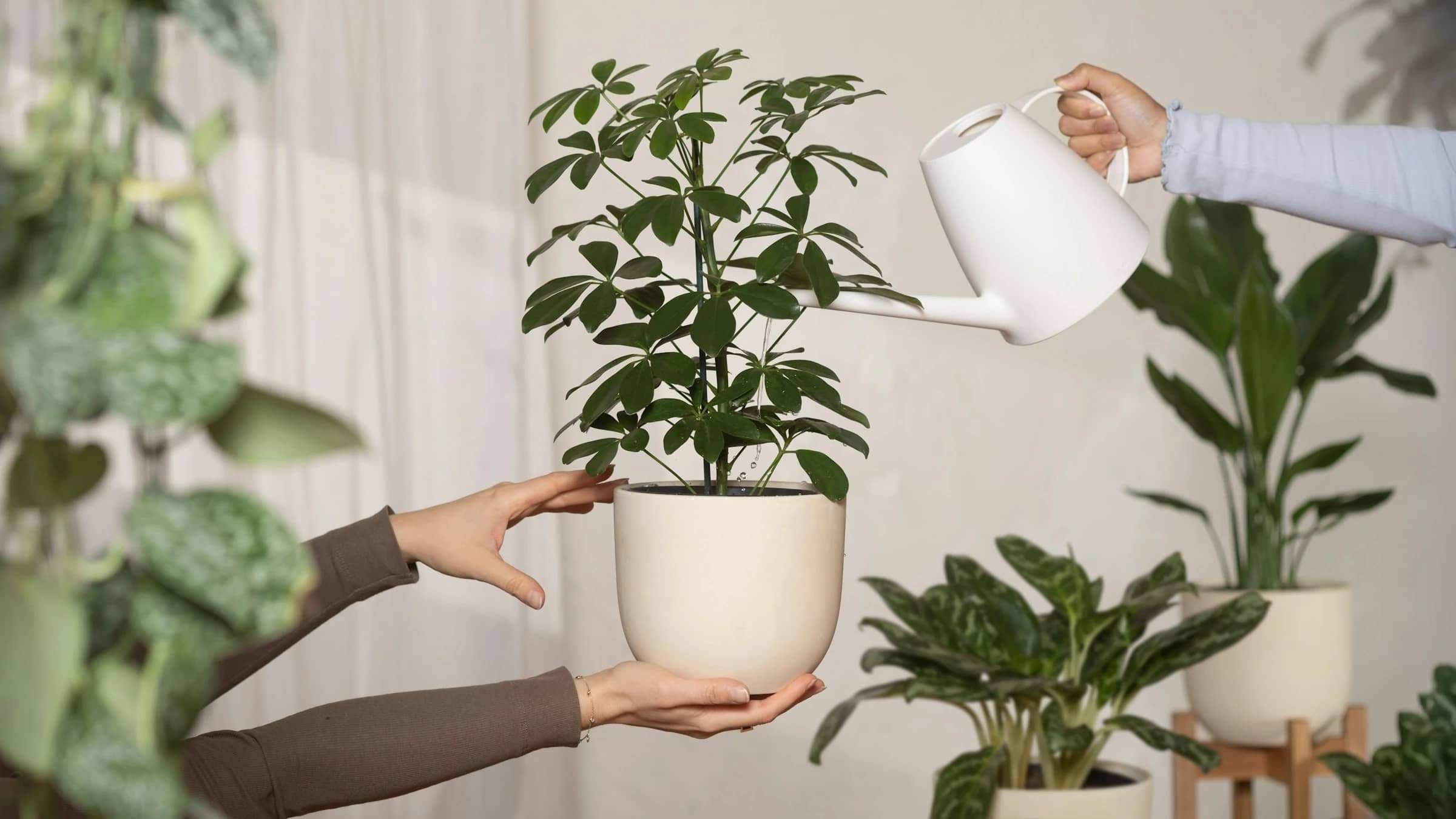 Sauver ses plantes plutôt que racheter : Planta aide ?