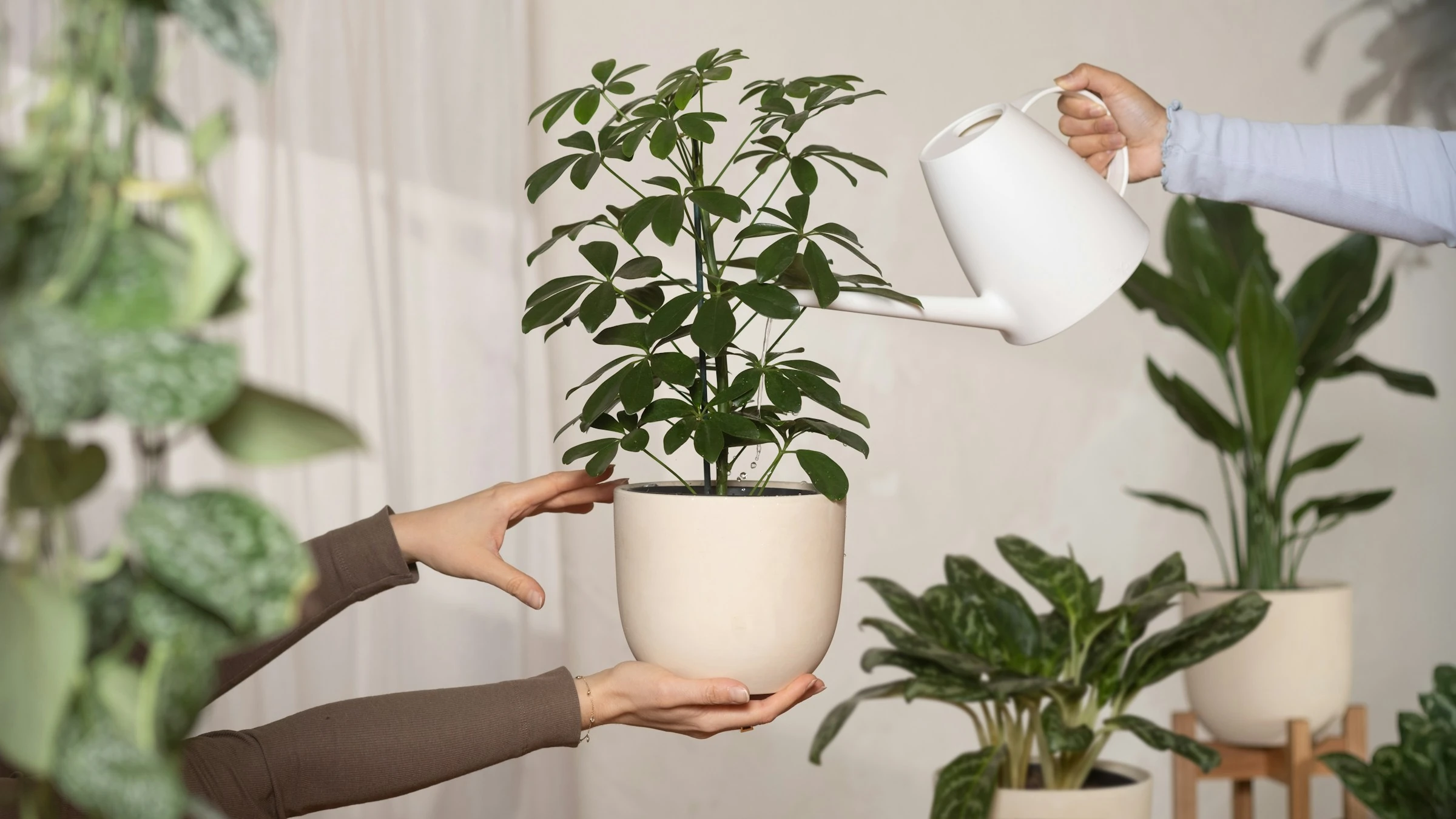 Sauver ses plantes plutôt que racheter : Planta aide ?